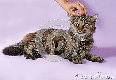 Funny striped cat lying on purple and human hand stroking her ha