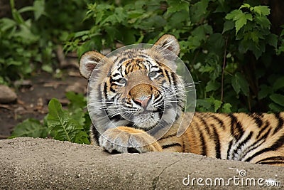 Funny Tiger Cub