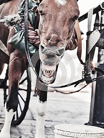 Funny yawning carriage horse. Dominican Republ