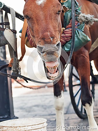 Funny yawning carriage horse in Santo Domingo, Dominican Republ