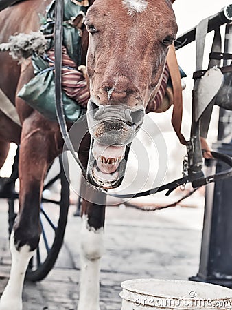 Funny yawning carriage horse in Santo Domingo, Dominican Republ