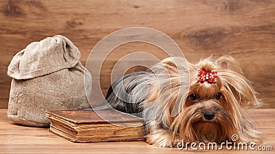 Funny yorkie puppy on table with wooden texture