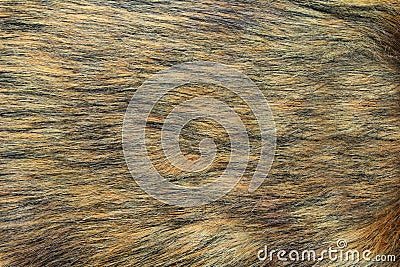 Fur background