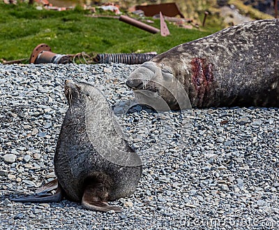 Fur seal and Elephant seal on Stomness Island