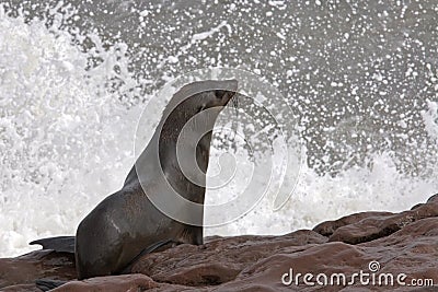 Fur seal ready to dive