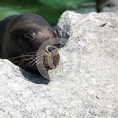 Fur seal sleeping on a rock