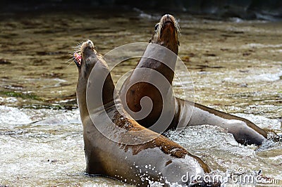 Fur seals on the La Jolla beach