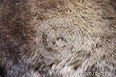 Fur texture