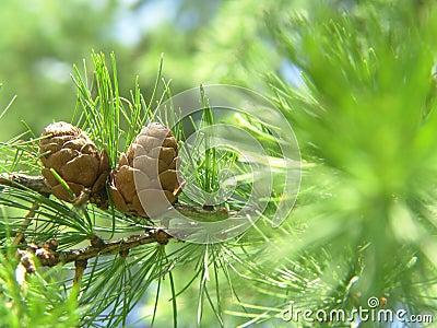 Fur-tree and seeds.