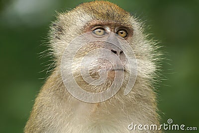 Furry monkey thinking