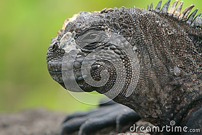 Galapagos marine Iguana