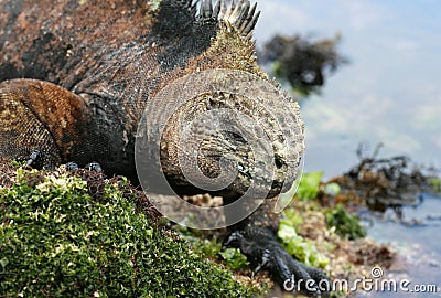 Galapagos Marine Iguana