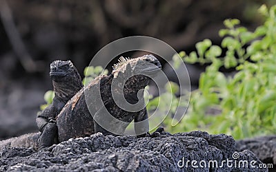 Galapagos marine iguana family