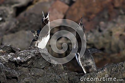 Galapagos Penguin Mating Dance