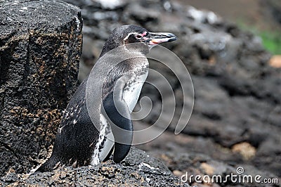 Galapagos Pengunin Standing on a Rock