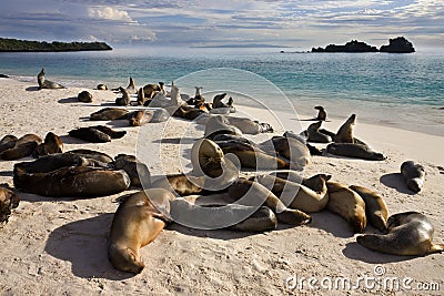 Galapagos Sea Lions - Espanola - Galapagos Islands