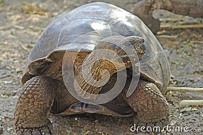 Galapagos Tortoise, Galapagos Islands, Ecuador