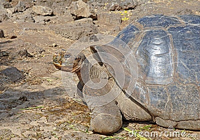 Galapagos Tortoise, Galapagos Islands, Ecuador