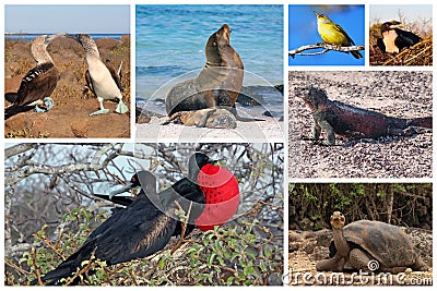 Galapagos Wildlife Collage