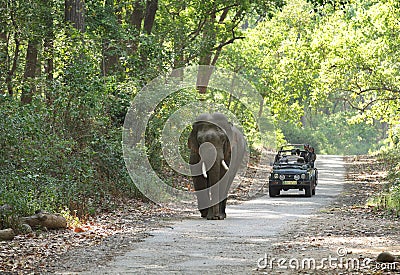 Game drive at Jim Corbett forest