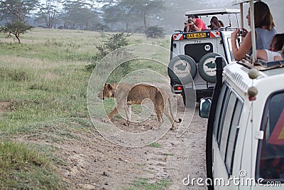 Game viewing vehicle in the savanna