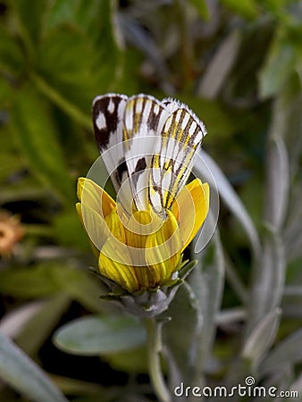 Garden Butterfly 1