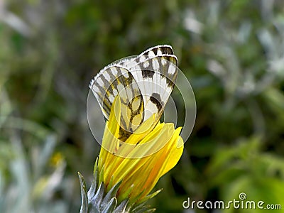 Garden Butterfly 2
