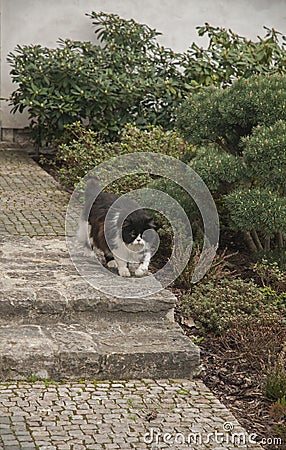 Garden cat