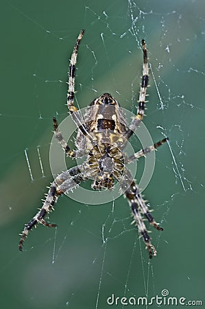 The Garden Cross Spider