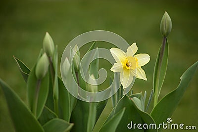 Garden flowers daffodils in the spring time