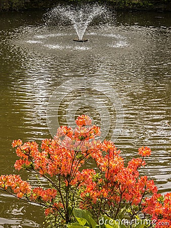 Park Garden Flowers Lake Fountain