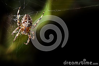 Garden orb spider background