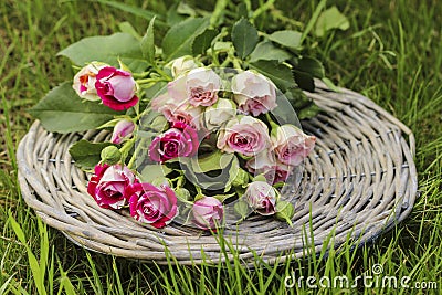 Garden party decor. Bouquet of pink roses on wicker tray