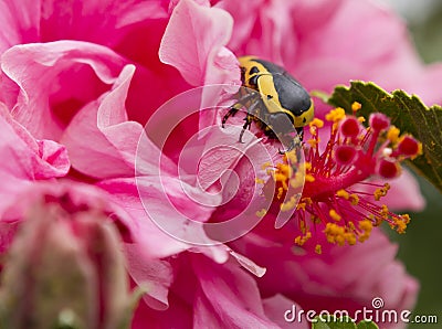 Garden pests scarab beetle