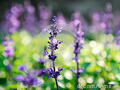 Garden sage