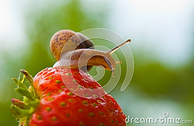 Garden snail creeps on a berry of a ripe strawberry.