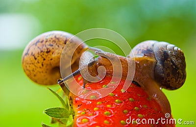Garden snails.