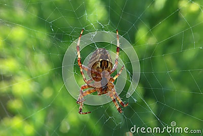 Garden spider.