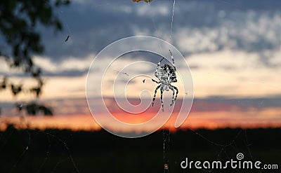 Garden Spider (Araneus diadematus)