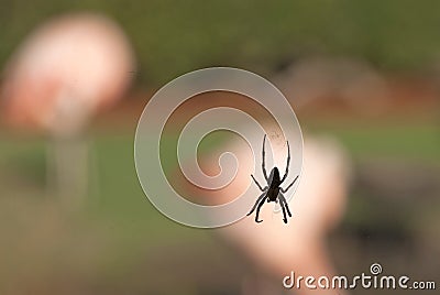 Garden Spider