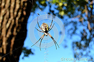 Garden spider