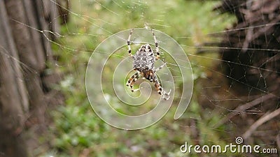 Garden spider on Web - close-up