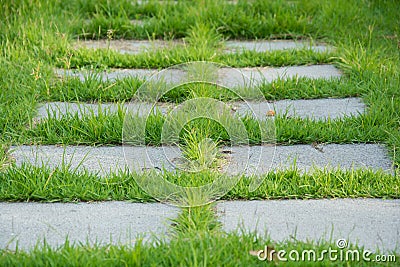 Garden stone path with grass growing up between the stones