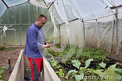 Gardener in a greenhouse