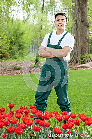 Gardener standing among tulips
