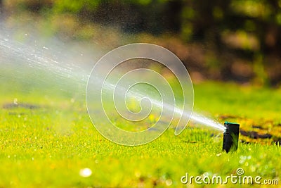 Gardening. Lawn sprinkler spraying water over grass.