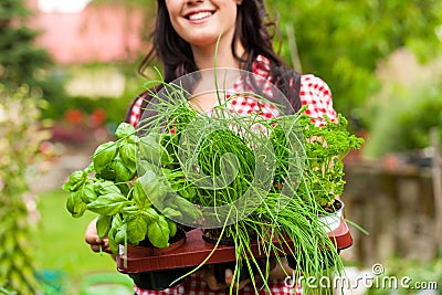 Gardening in summer - woman with herbs