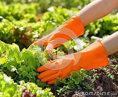 Woman in orange gloves working in the garden