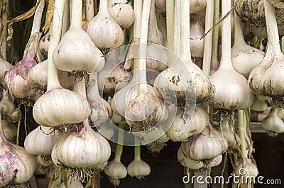 Garlic hanging to dry in the organic vegetable garden