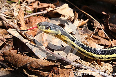 Garter Snake Tongue